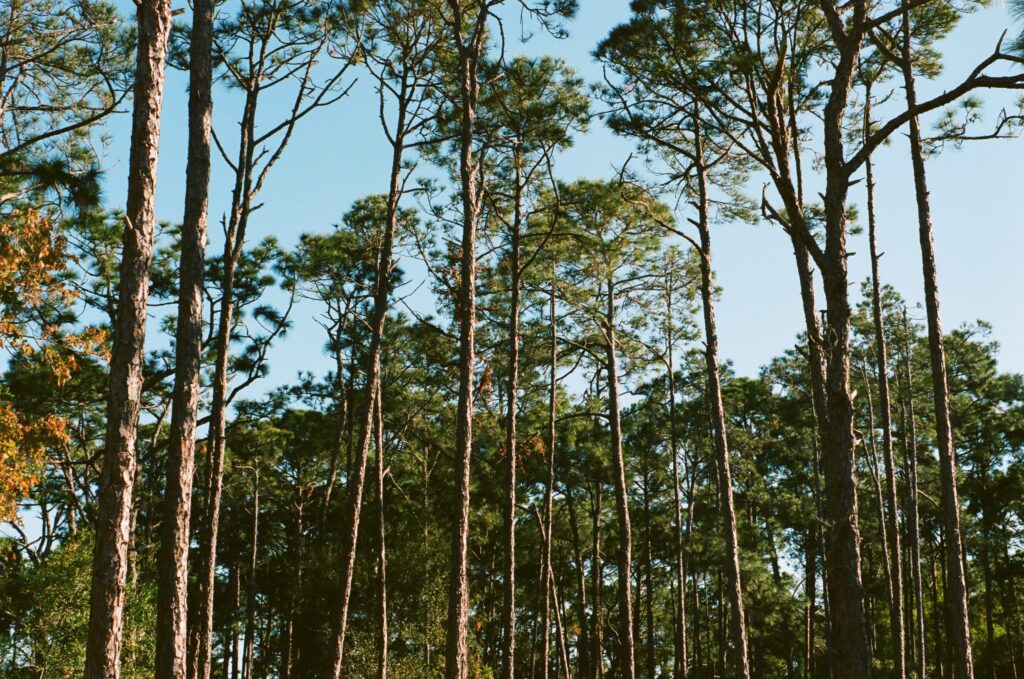 Campo Largo: Como a temperatura mudou ao longo dos anos