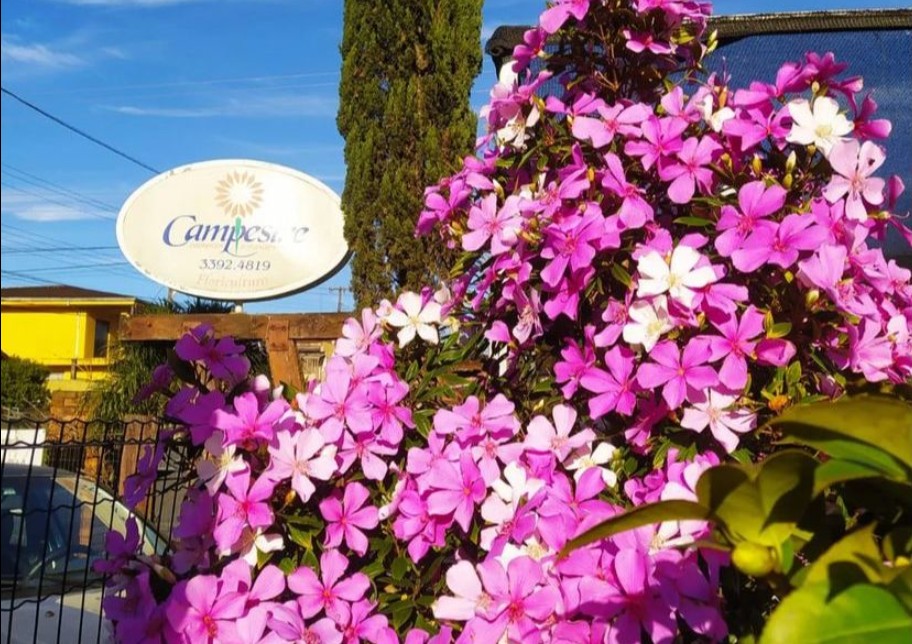 Campestre