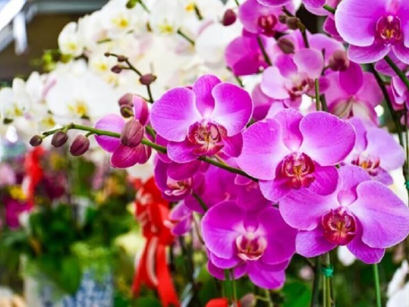 Rivabem Plantas e Flores